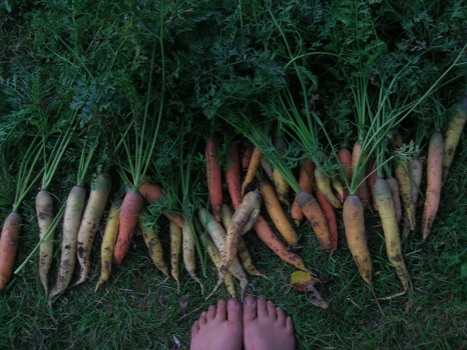 enlarge - Uprooted Carrot - DSCN7633.jpg