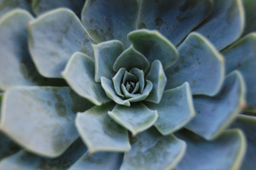 posterbrain - Flower - DSC_0263.jpg