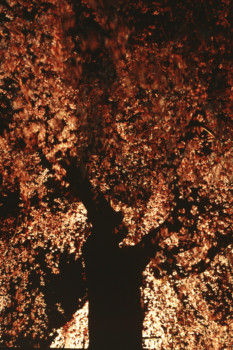 poster photo - Tree - 53.jpg
