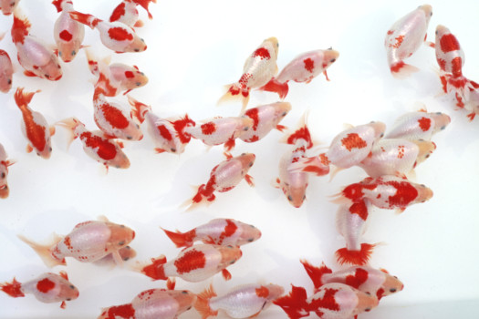 poster photo - Fishes - 55.jpg