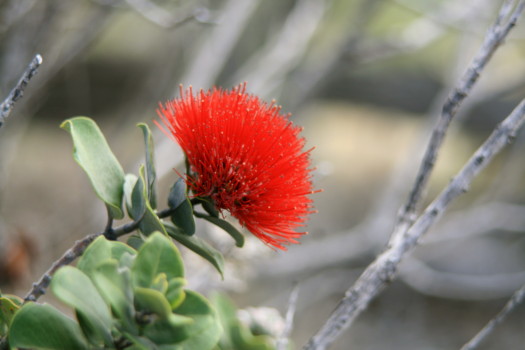 print a poster - Red Flower - IMG_9455.jpg