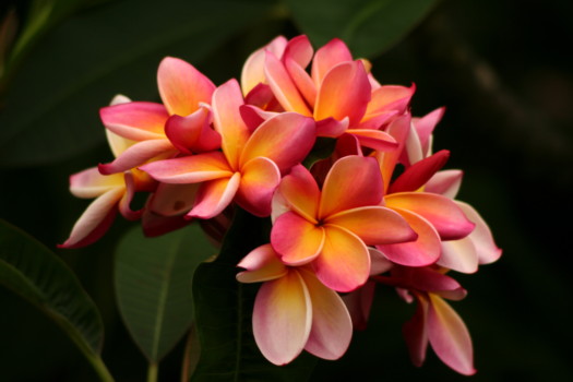 print a poster - Flowers - Photo_4_096.jpg