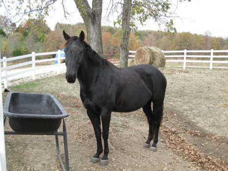 enlarge photos without losing quality - Black Horse - IMG_0591.jpg