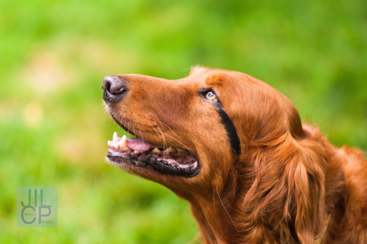 print a poster - Dog - ramses_hidef.jpg