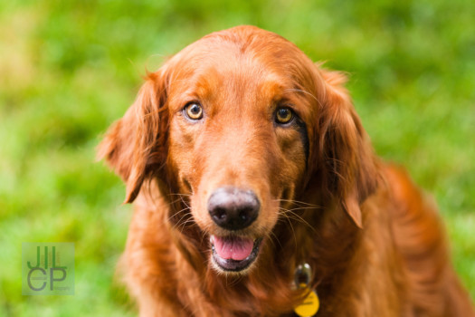 print a poster - Dog - ramseshidef2.jpg