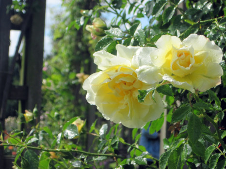 print a poster - Yellow Rose Flowers - IMG_1099.jpg