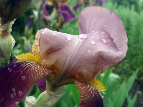 print a poster - Bearded Iris Flower - IMG_1163.jpg