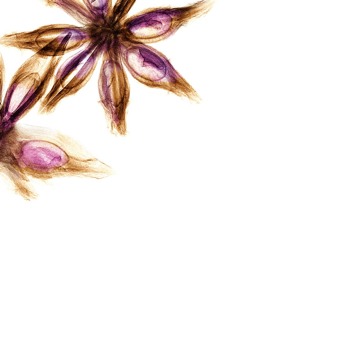 print a poster - Flower - staranise.jpg