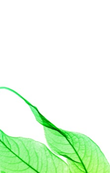 print a poster - Plant Leaves - newgrowth.jpg
