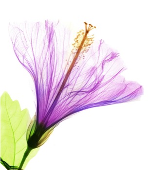 print a poster - Purple Flower - hibiscus.jpg