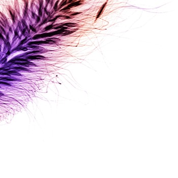 print a poster - Feather - harestail.jpg