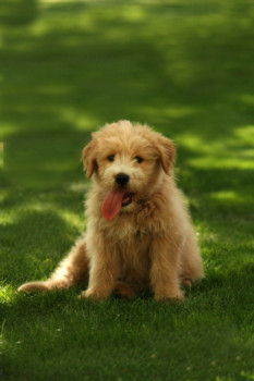 make - Dog - IMG_1477a.jpg
