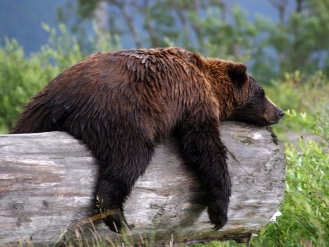 where - Brown Bear - sleepy-grizzly-bear_22670_990x.jpg
