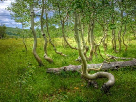 where - Trees - aspen-grove-oregon_8607_600x45.jpg