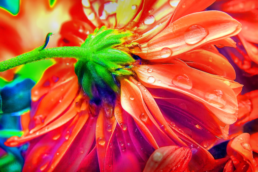 print a poster -  - flowercolor1.jpg