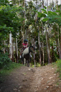 print a poster - Person Riding Horse In Forest - ally_2.tif
