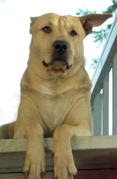 pictures into posters - Dog - 452054715FpCLwe_fs.jpg