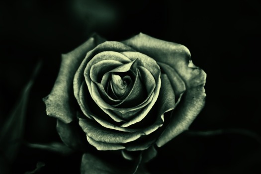 where - Corsage - 1.jpg