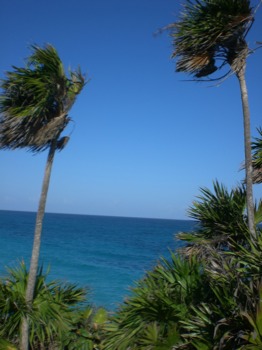photo - Palm Trees - CANCUN_106.JPG.jpg