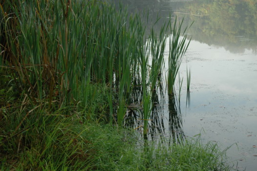poster-size - Pond Reeds - DSC_0041.jpg