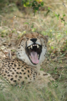 enlarge photos - Jaguar Animal - Africa_Ultra_CF1_214.jpg