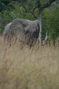 enlarge photos - Elephant - Africa_Ultra_CF1_289.jpg