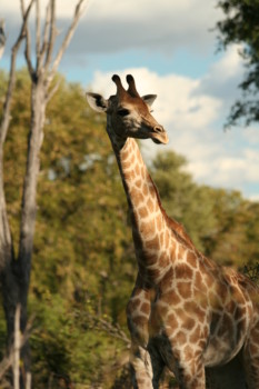 enlarge photos - Giraffe - Africa_Ultra_CF1_434.jpg