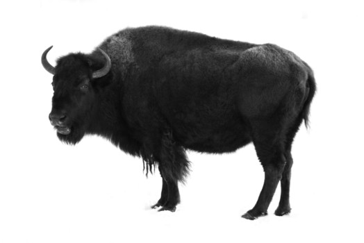 poster size prints - Black Bull - Buffalo_Black_and_White.jpg