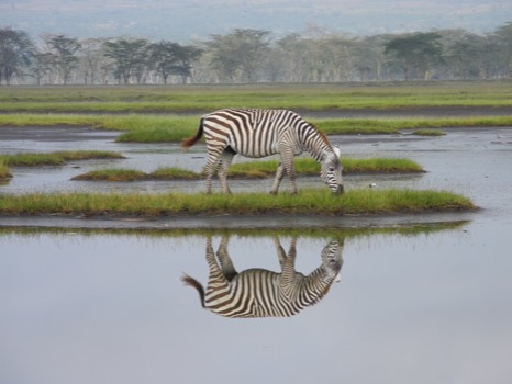 order -  - zebraJPG.jpg