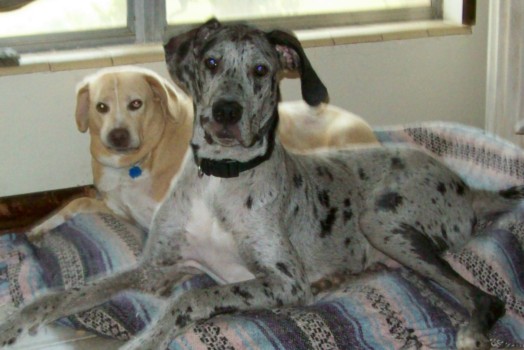 print a poster - Dogs - Auggie_and_Yellow_Dog__Best_Friends.jpg