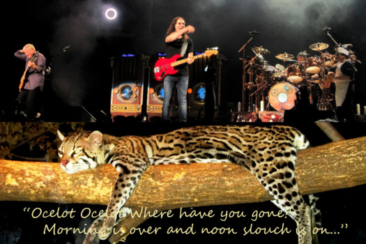 print a poster - Leopard - poster1.tif
