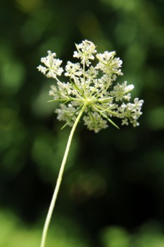 print a poster - White Flowers - DSC_5722_24x36.jpg