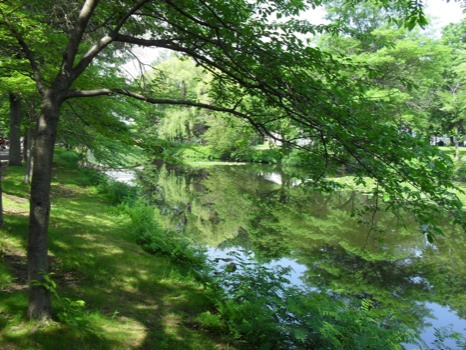 print a poster - Swamp Surrounded By a Forest - 016wo.jpg