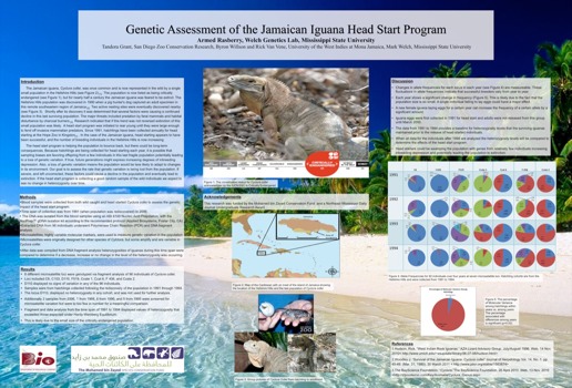 posterbrain - Genetic Assessment Of The Jamaican Iguana Head Start Program - Slide1.tif