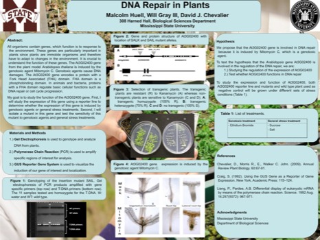 posterbrain - Dna Repair In Plants - Chevalier3.pdf