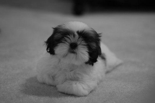 print a poster - Dog - IMG_7359.jpg