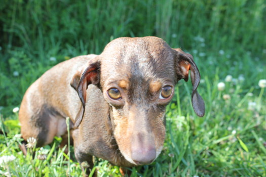 print a poster - Dog - IMG_1100.jpg