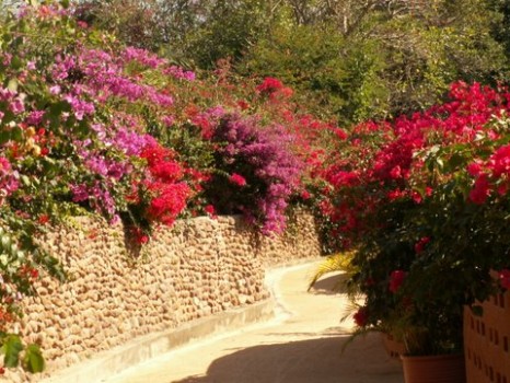 print a poster - Walkway With Flowers - Send0928103.jpg