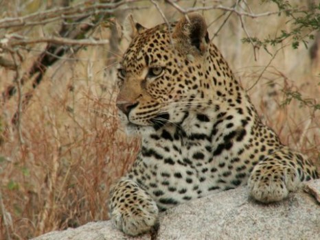 print a poster - Leopard - Send_0928102.jpg