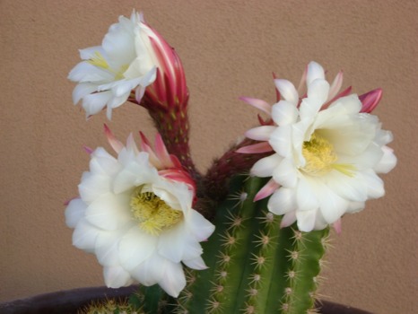 blown - White Cactus Flowering Plant - DSC02236.JPG.jpg