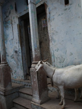 print a poster - Goat - 04450353.jpg