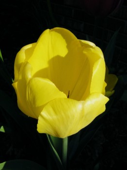 poster - Tulip - 042_42_0001.jpg