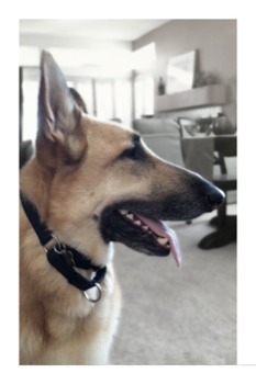 24 - Dog - Harley01f.jpg