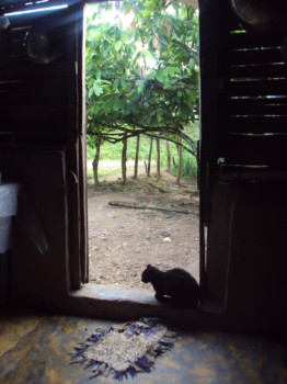 photo - Cat - picture_2_small.tif