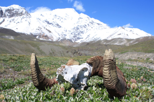 photo - Antlers - picture_5_large_.tif