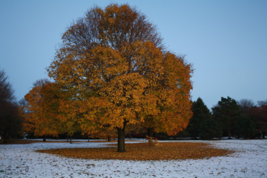 photo - Tree - picture_6_large.tif
