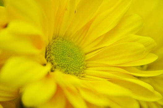 Posterbrain - Sunflower - DSCE0626.tif
