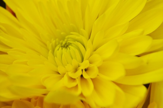 Posterbrain - Yellow Flower - DSCE0614.tif