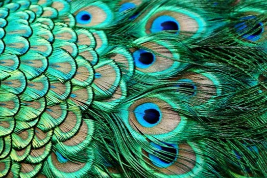 print a poster - Peacock Feathers - peacock2.jpg