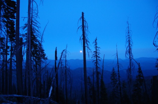 print a poster - Blue Sky Trees Moon - Picture4801.jpg